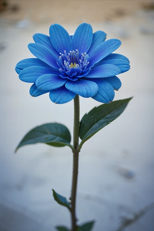 flower named ''blue dreams"