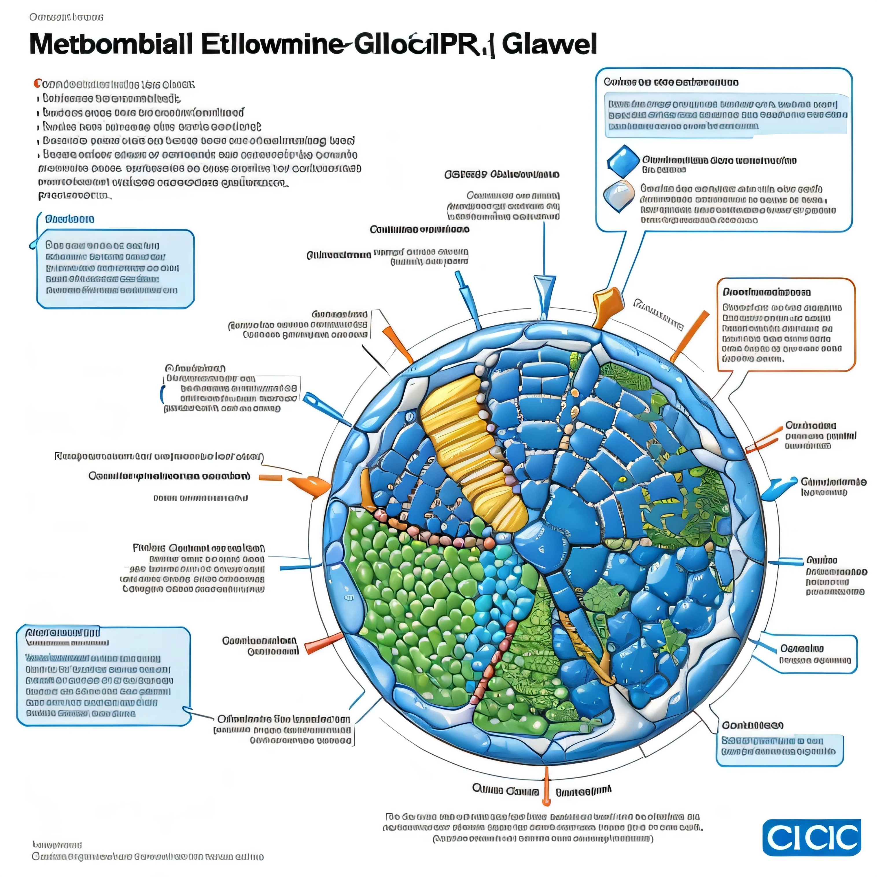 Metabolic pathway where glycolysis joins, glucogenesis, gluconeogenesis, pentose phosphate pathway, ciclo de cori y ciclo de krebs