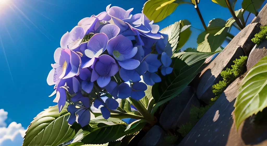 hydrangea、Hydrangea flowerorning Dew、Blue sky background、8k、highest quality、Realistic、Looking up from below、Very delicate flower、