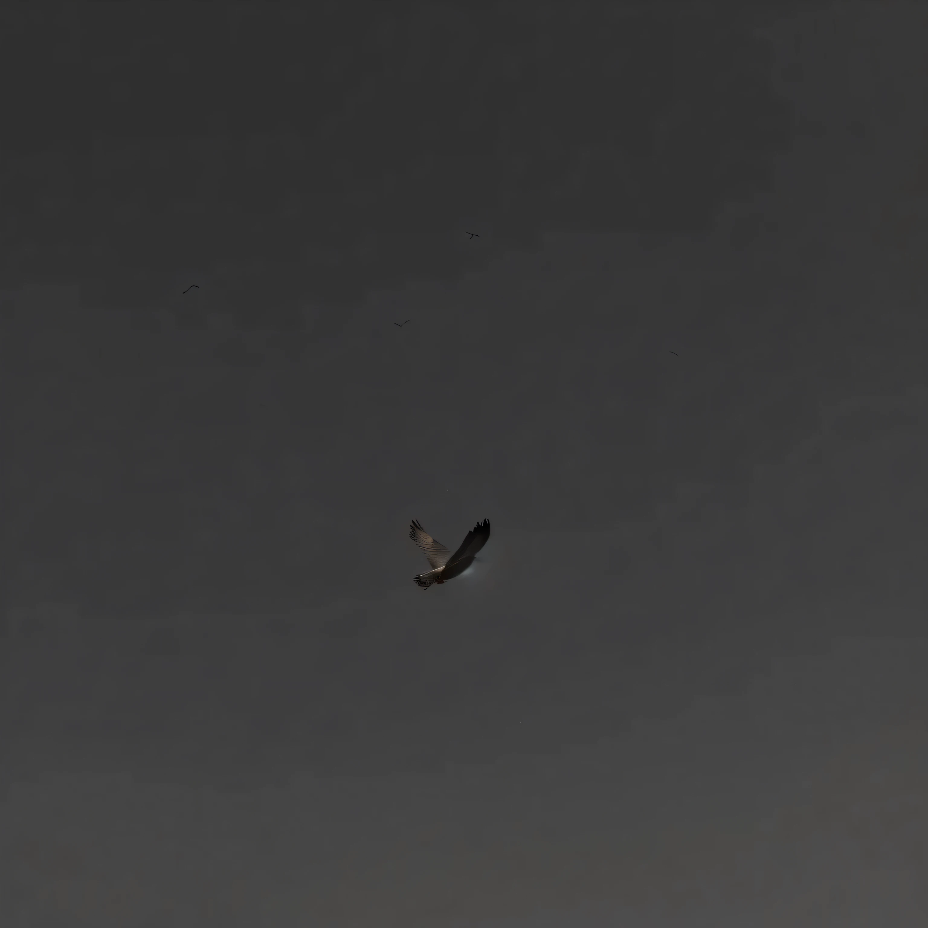 there is a bird Fly in the sky with a black background, flying through sky, flying through sky, an eagle flying, Fly in the sky, Fly in the sky, Floating in mid-air, in flight, flying into the sky, Flying in the air, Fly around the birds, Heujin and Munin flew over., minimalist photography, floating in the sky