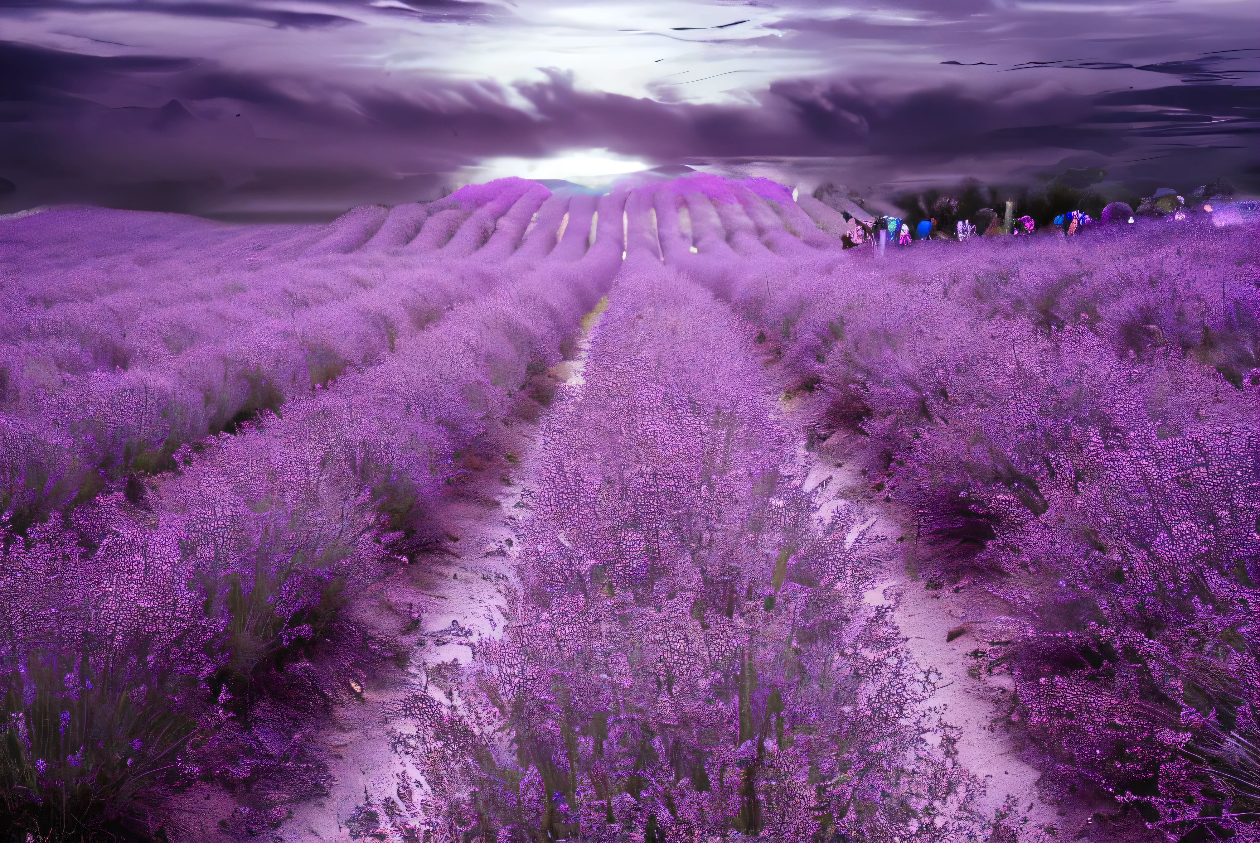 True Lavender coloeld with people walking in it under a cloudy sky, Lavender fields in full bloom, violet sky, Lavender, Inspired by Phil Koch, in a Lavender field in france, Purple sky, soft Purple Light, Flower fields at night, Beautiful purple sky, glowing purple, Purple Light, Surreal colors, Soft lilac sky, Magical colors and atmosphere