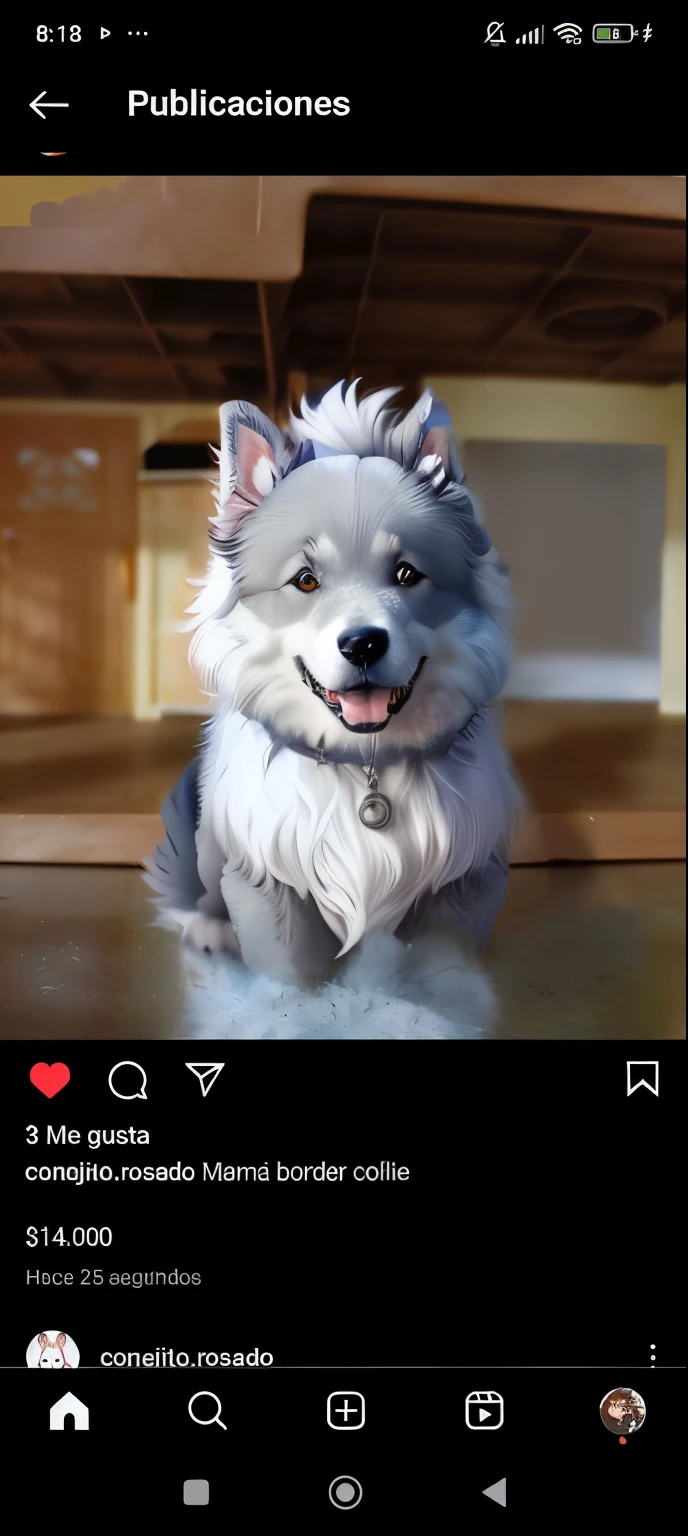 Gray dog fluffy