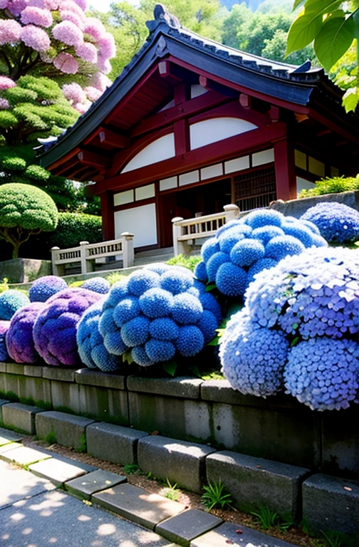Kamakura where hydrangeas are in full bloom