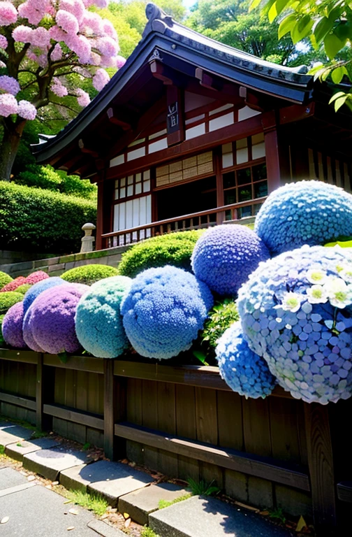 Kamakura where hydrangeas are in full bloom