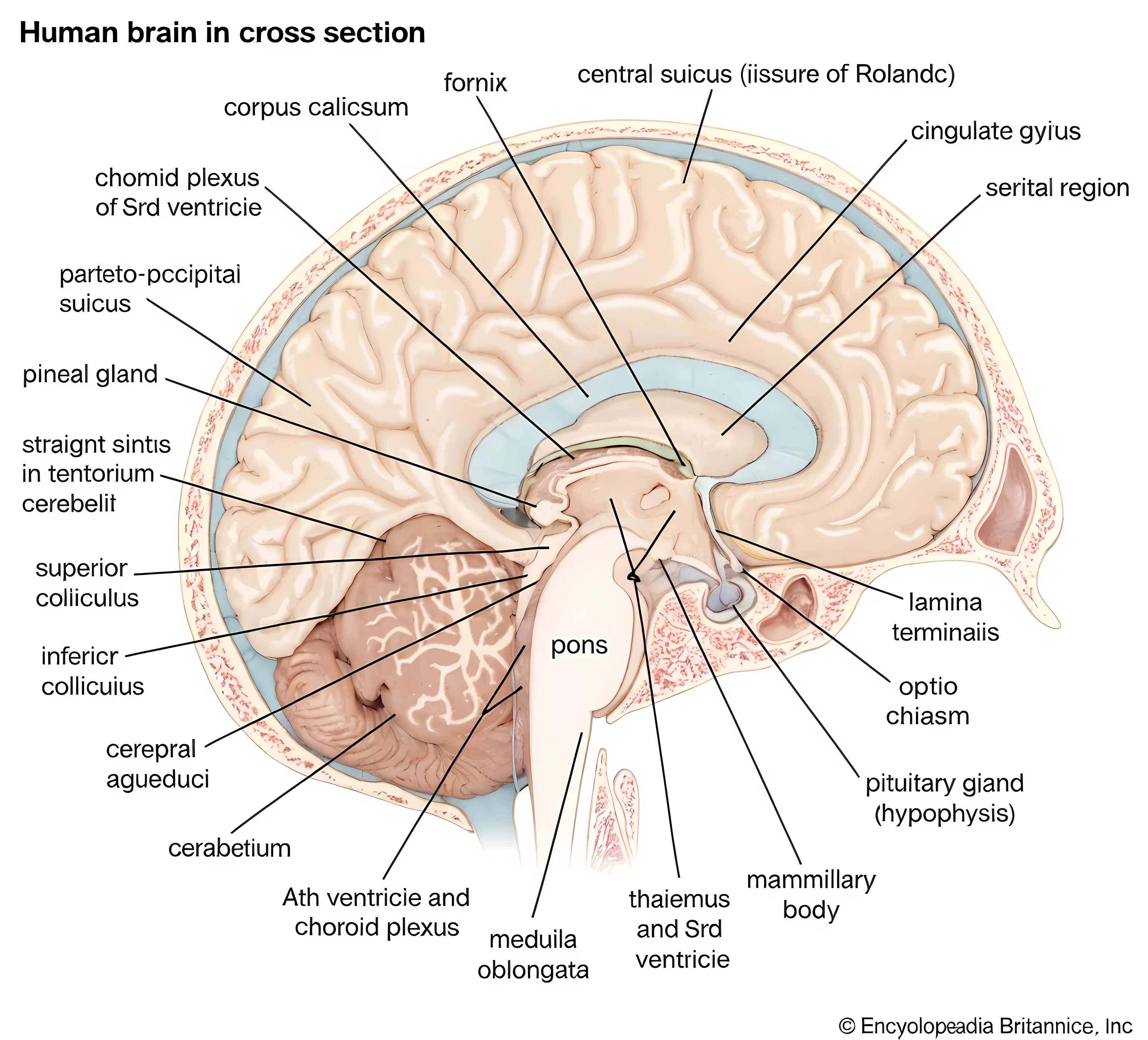 Brain parts english