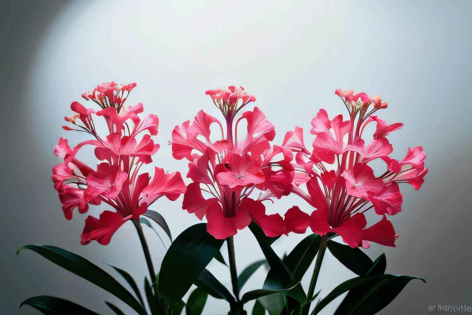 Azalea, Azalea, One, expansion, zoom, Background Black
