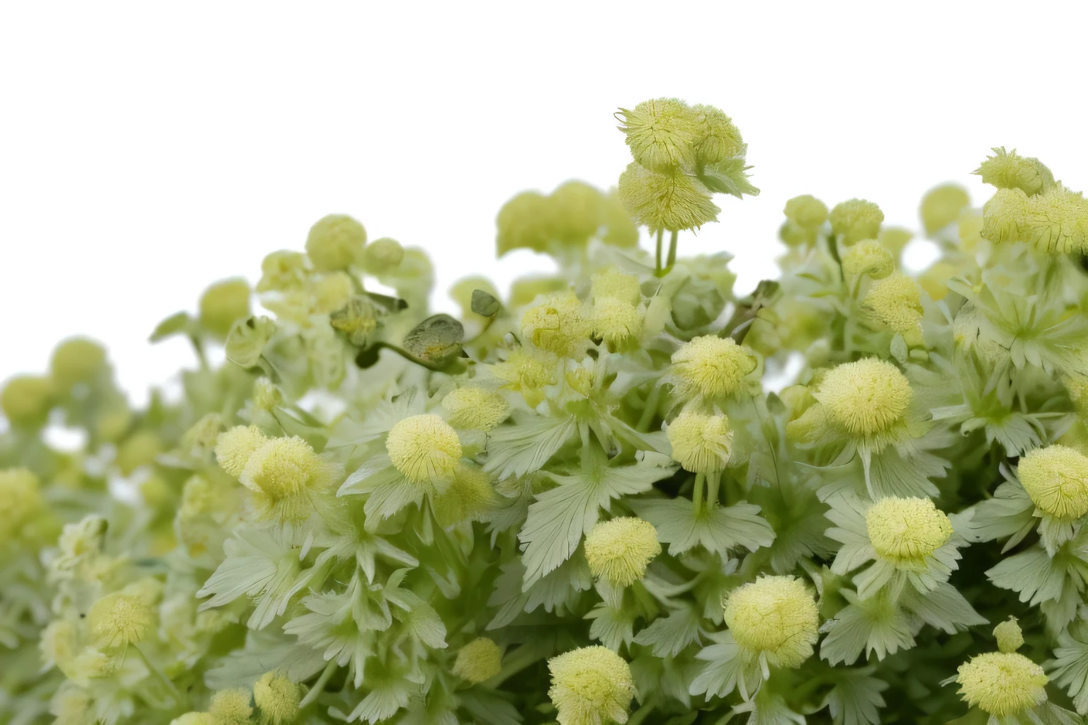 Alchemilla mollis, fairy tale, Fairytale, Mystery