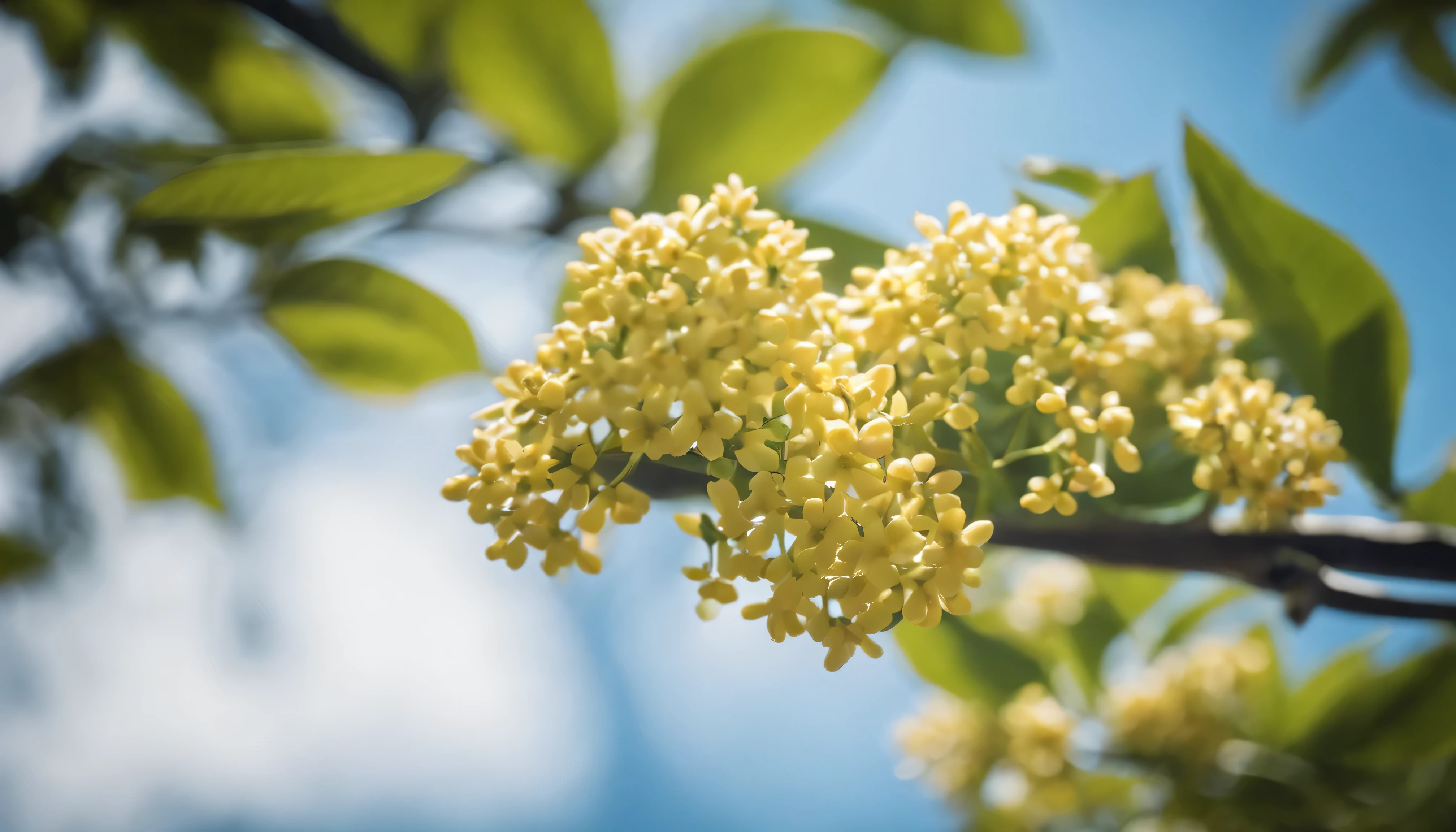 Beautiful sunshine,A sweet-scented osmanthus tree,Blue sky,Green leaves