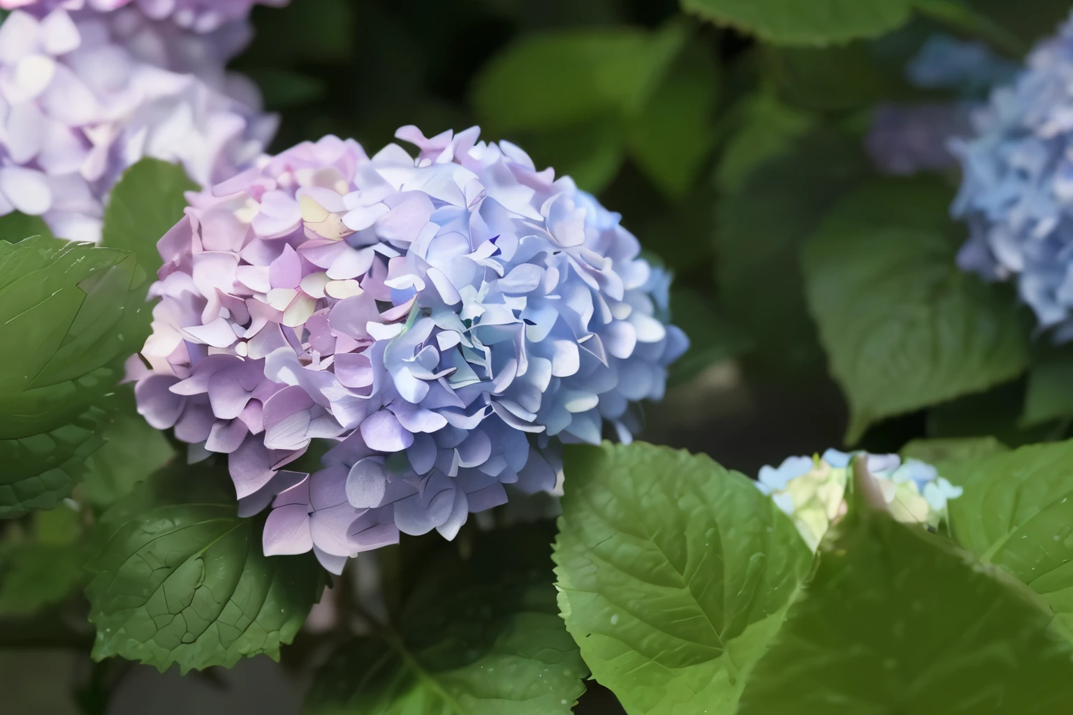 A beautiful hydrangea，Dewdrops can be seen faintly on the petals，Soak in the sun。