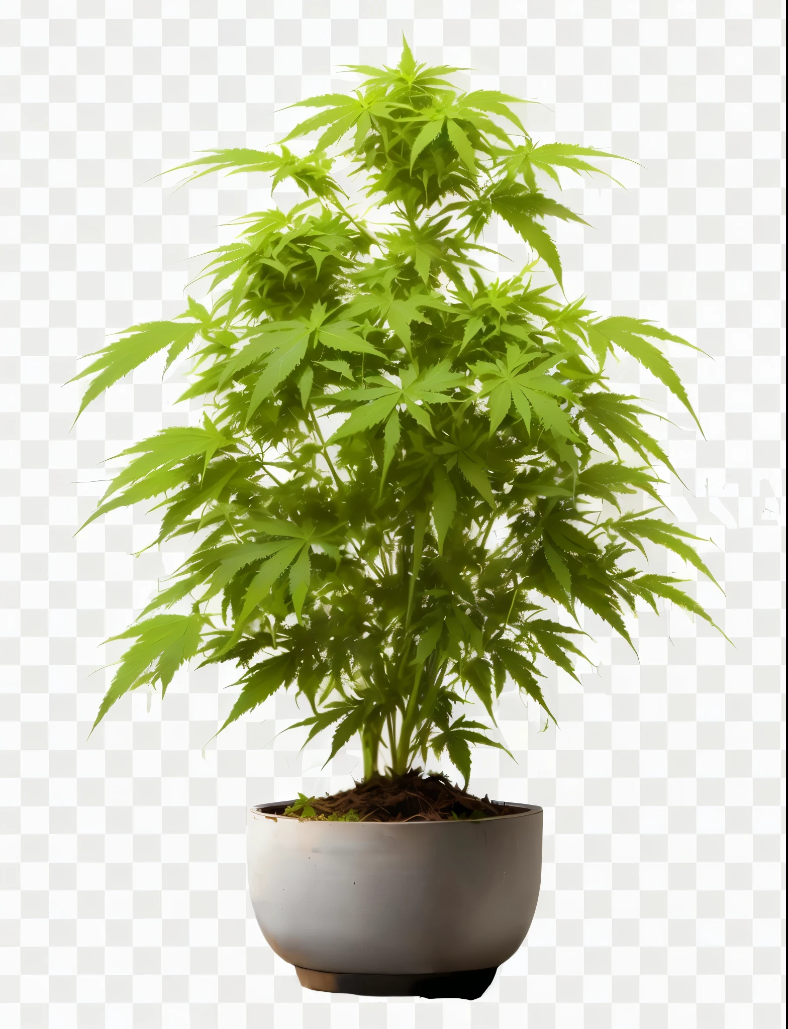 a close up of a potted plant with green leaves, weed background, marijuana greenery, marijuana plants, marijuana leaves ) wet, pot leaf, marijuana trees, with green cannabis leaves, marijuana ) wet, hemp, potted plant, cannabis, pot plants, weed, 420, 4 2 0, marijuana asymmetrical, marijuana, high quality product image”, high quality realistic, transparent background, png