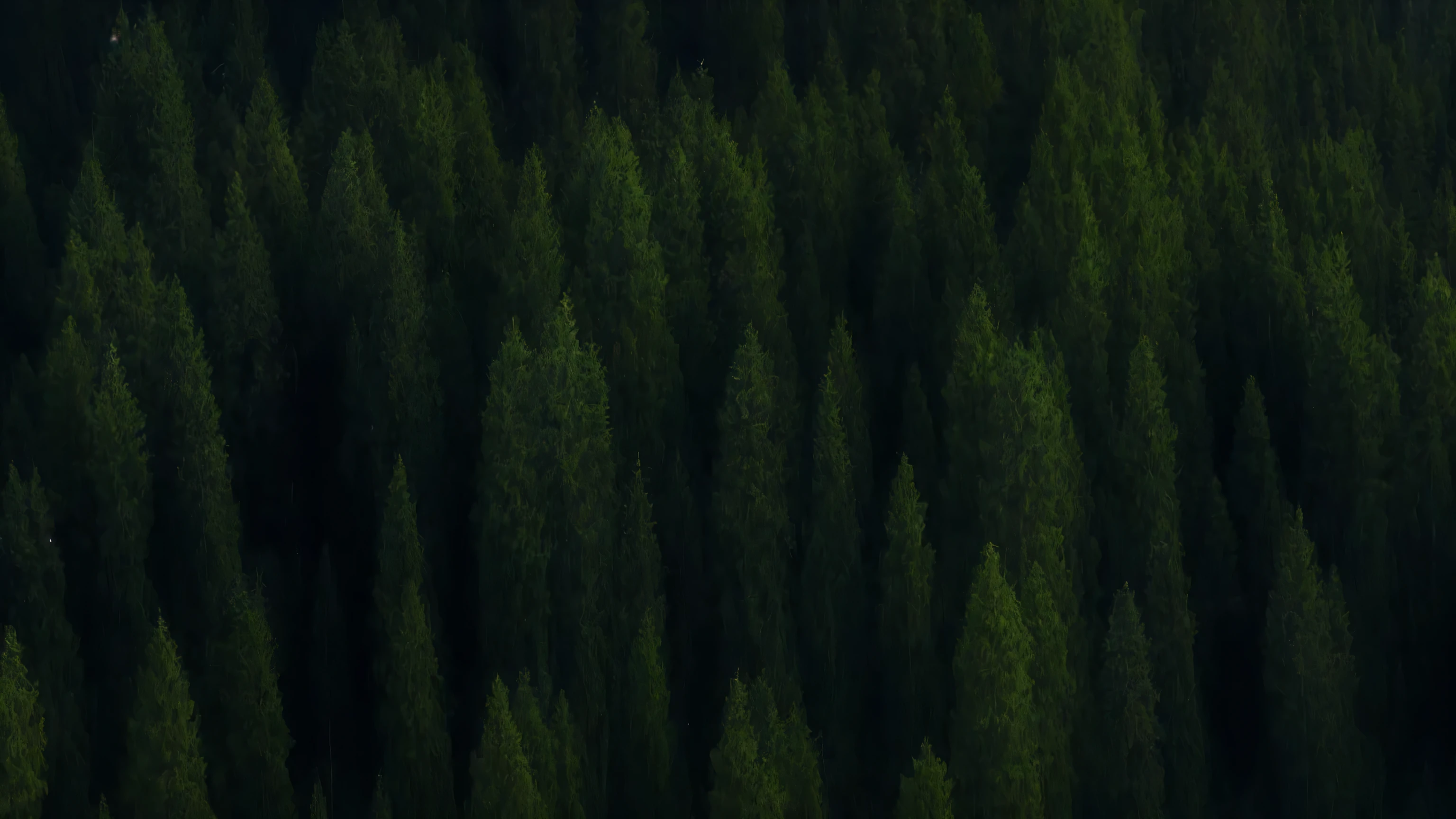 Fir Tree HD 4K Photography Scene  