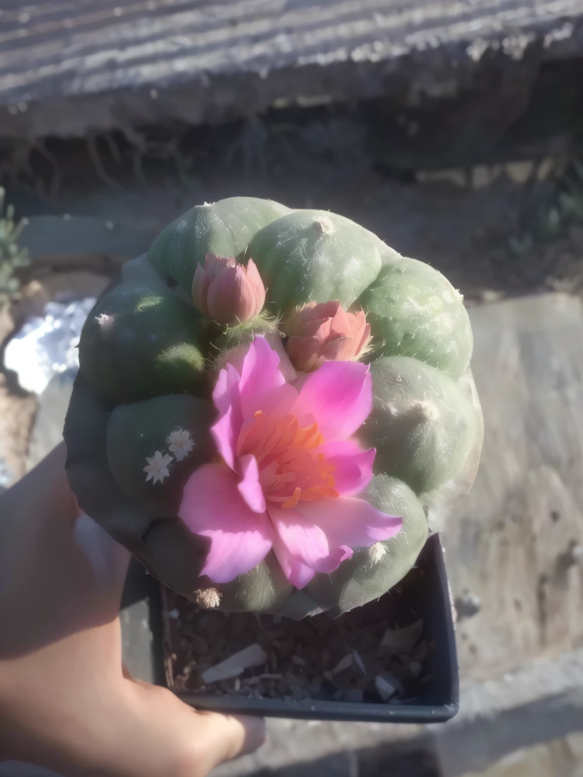someone holding a small pink flower in a pot on a table, cactus y flores, flores que crecen fuera de su cabeza, very high flowering amount, vista superior, cactus, cactus y perlas sobre la cabeza, Desierto de cactus Peyote, seen from behind, 2 years old, cerrar vista frontal, captured with sony a3 camera, flores mutadas