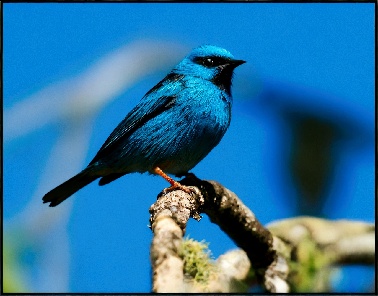 Blue bird with black on top of a trunk with a blue sky behind