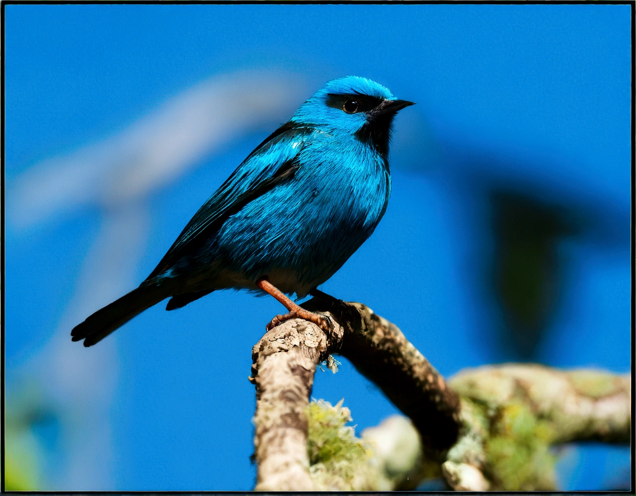 Blue bird with black on top of a trunk with a blue sky behind