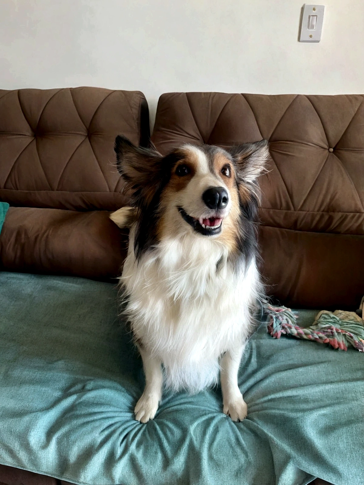 arafed dog sitting on a couch with a blanket on it, sitting on the couch, sitting on couch, very silly looking, happily smiling at the camera, happy with his mouth open, sitting on a couch, 2 , fluffy ears and a long, sitting on the sofa, border collie, smiling coyly, zoomed in, doing a majestic pose