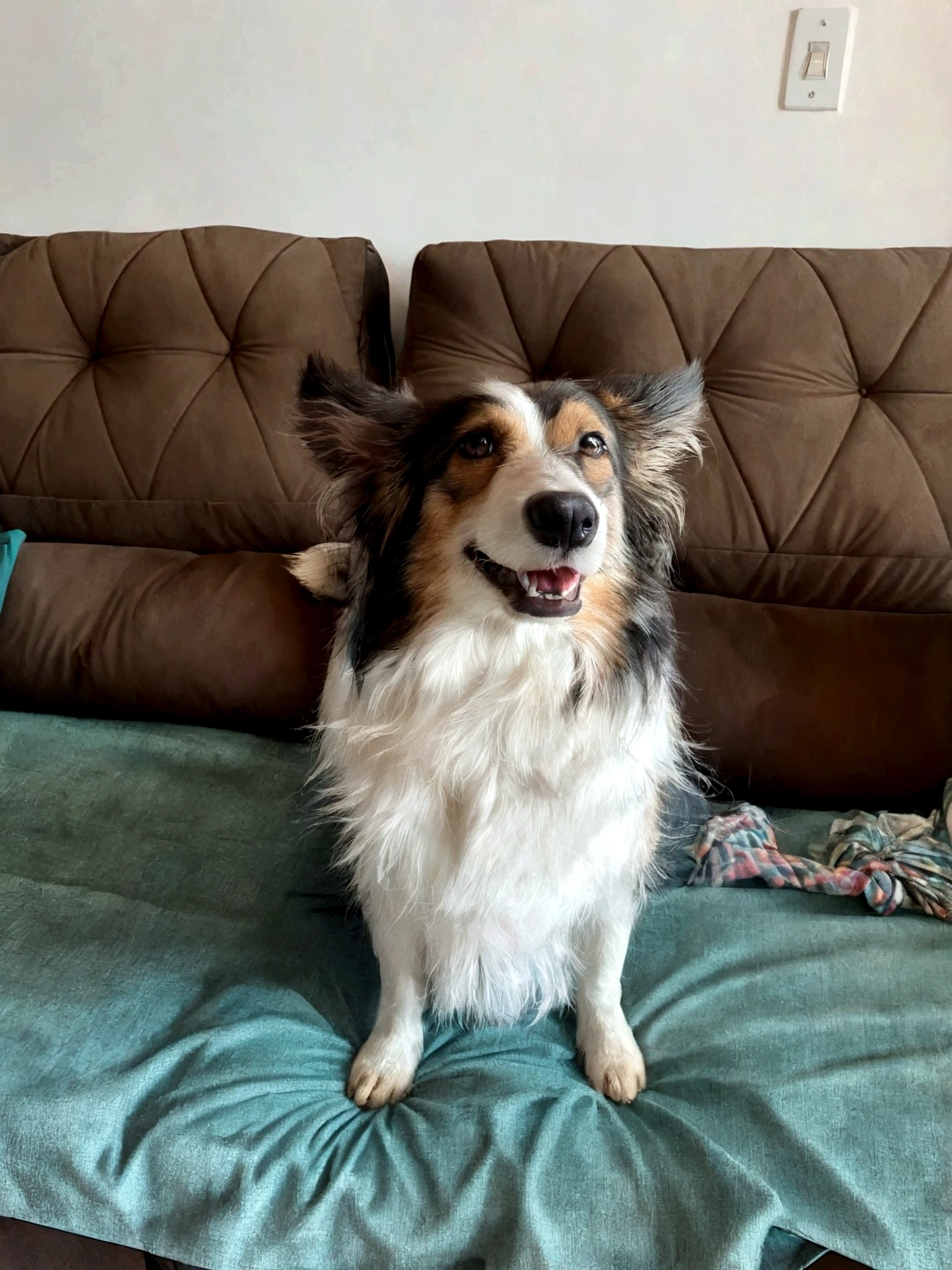 arafed dog sitting on a couch with a blanket on it, sitting on the couch, sitting on couch, very silly looking, happily smiling at the camera, happy with his mouth open, sitting on a couch, 2 , fluffy ears and a long, sitting on the sofa, border collie, smiling coyly, zoomed in, doing a majestic pose