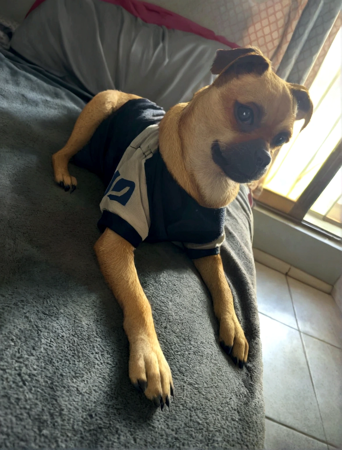 Perro araffe vistiendo una camiseta tendido en una cama, alejado shot, diego 5, tomado en iphone 14 pro, sitting on the couch, 3/4 vista frontal, sitting on the couch, , alejado, imagen de muy muy baja calidad, by Emma Andijewska, el fondo es celestial, oooh, Sentado en la cama