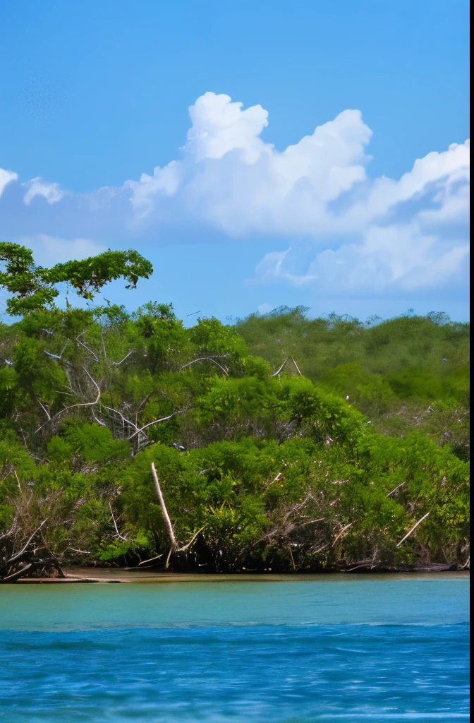 Mangrove swamps on the edge of a tropical shore.
