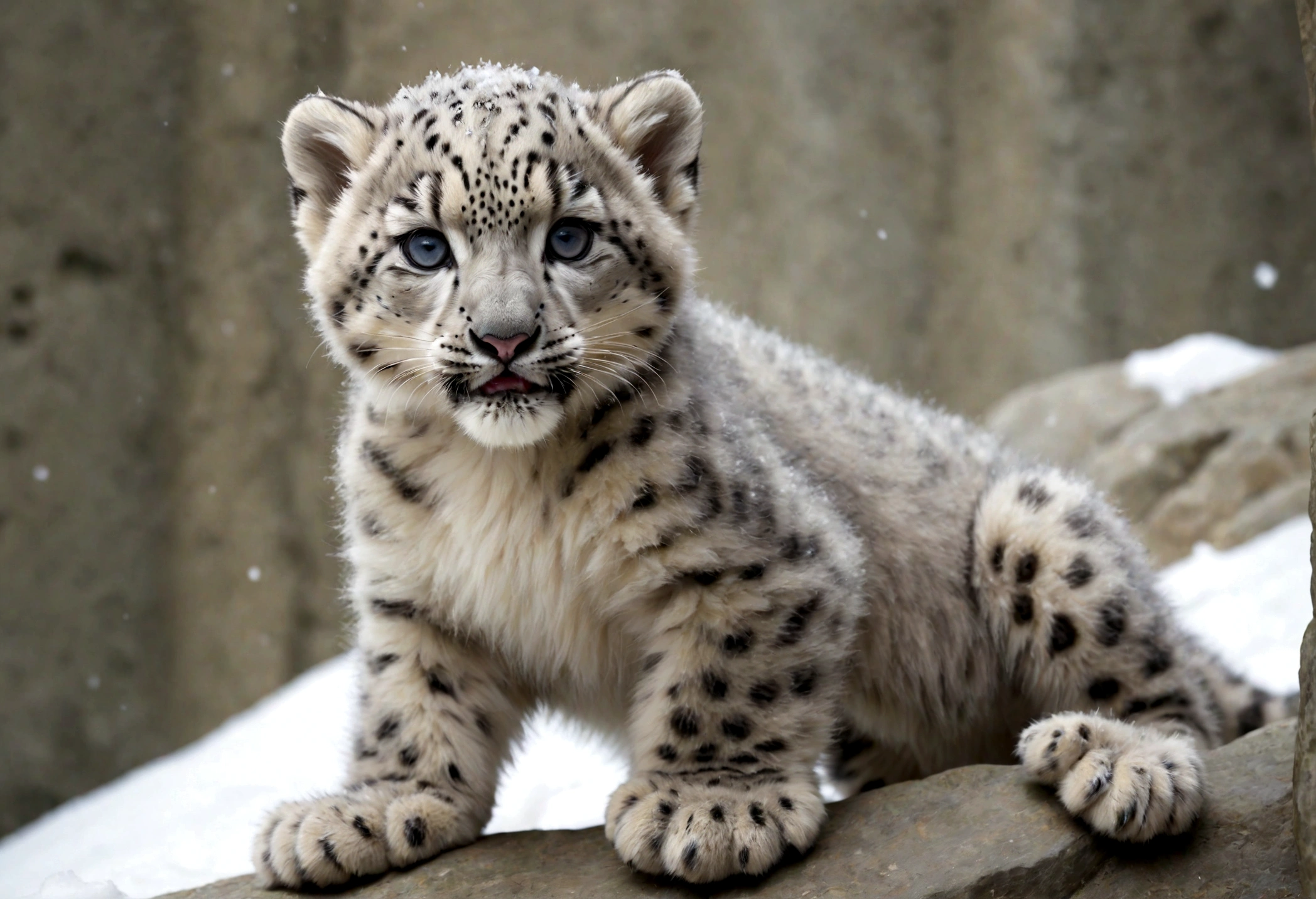 snow leopard cub playing, fullbody, perspective, baby snow leopard