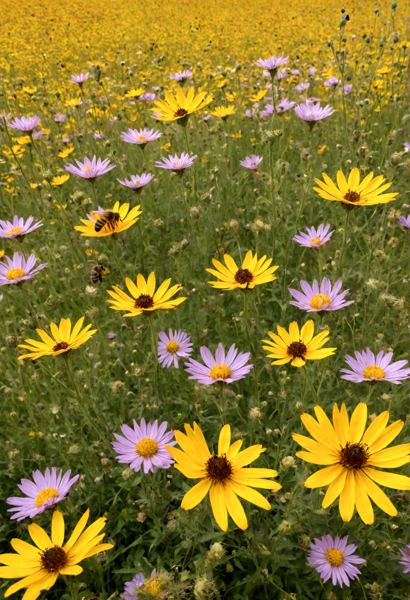 A field of flowers with very few bees