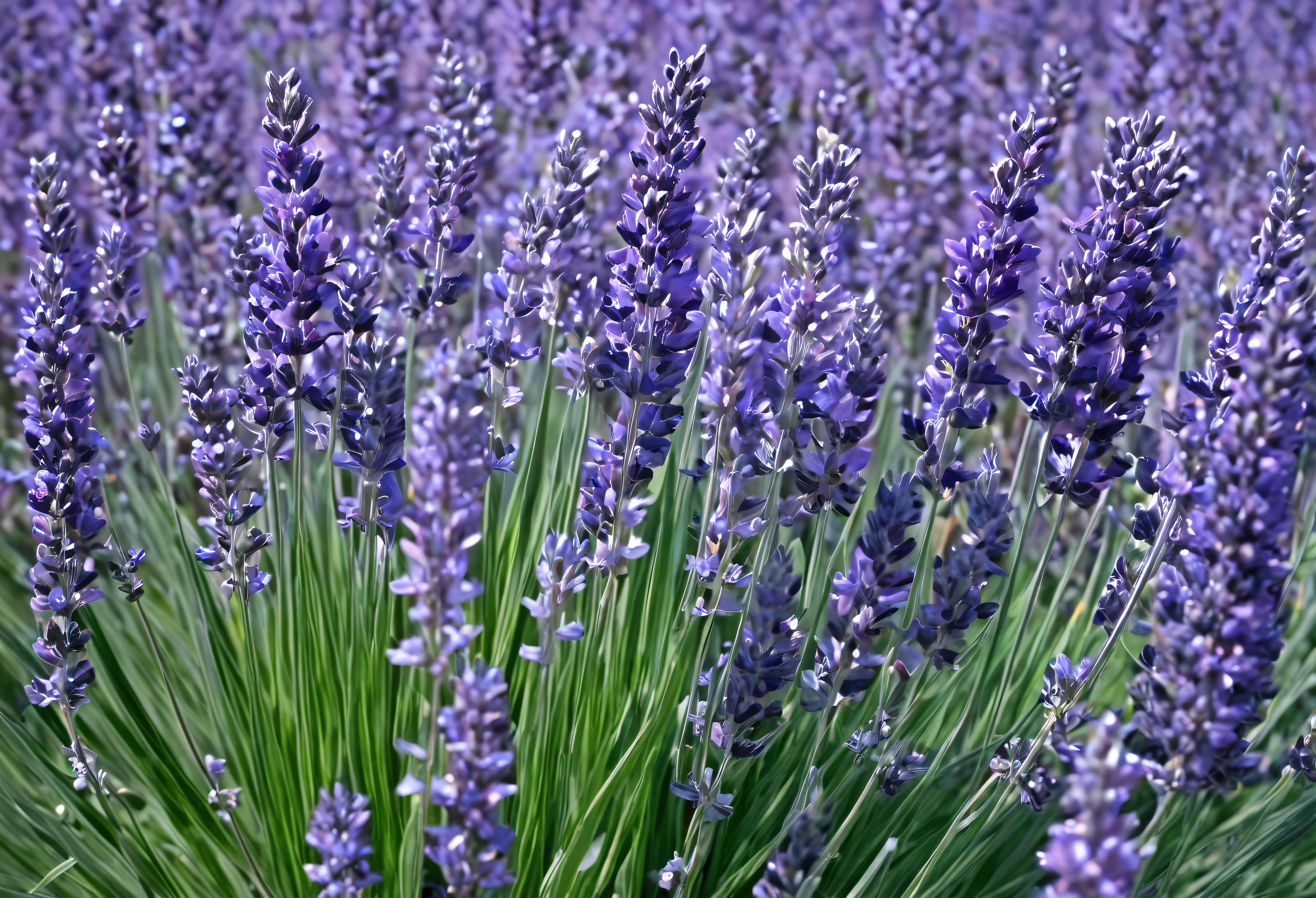Pastel Colors: Light pinks, blues, greens, and lavenders create a soothing and gentle atmosphere.