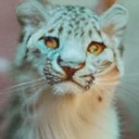 A giant snow leopard, white with grey and blue spotted, (3 giant fangs in the lower part of the mouth), photorealistic, 8k, uhd, masterpiece, in a snow land in the edge of a forest