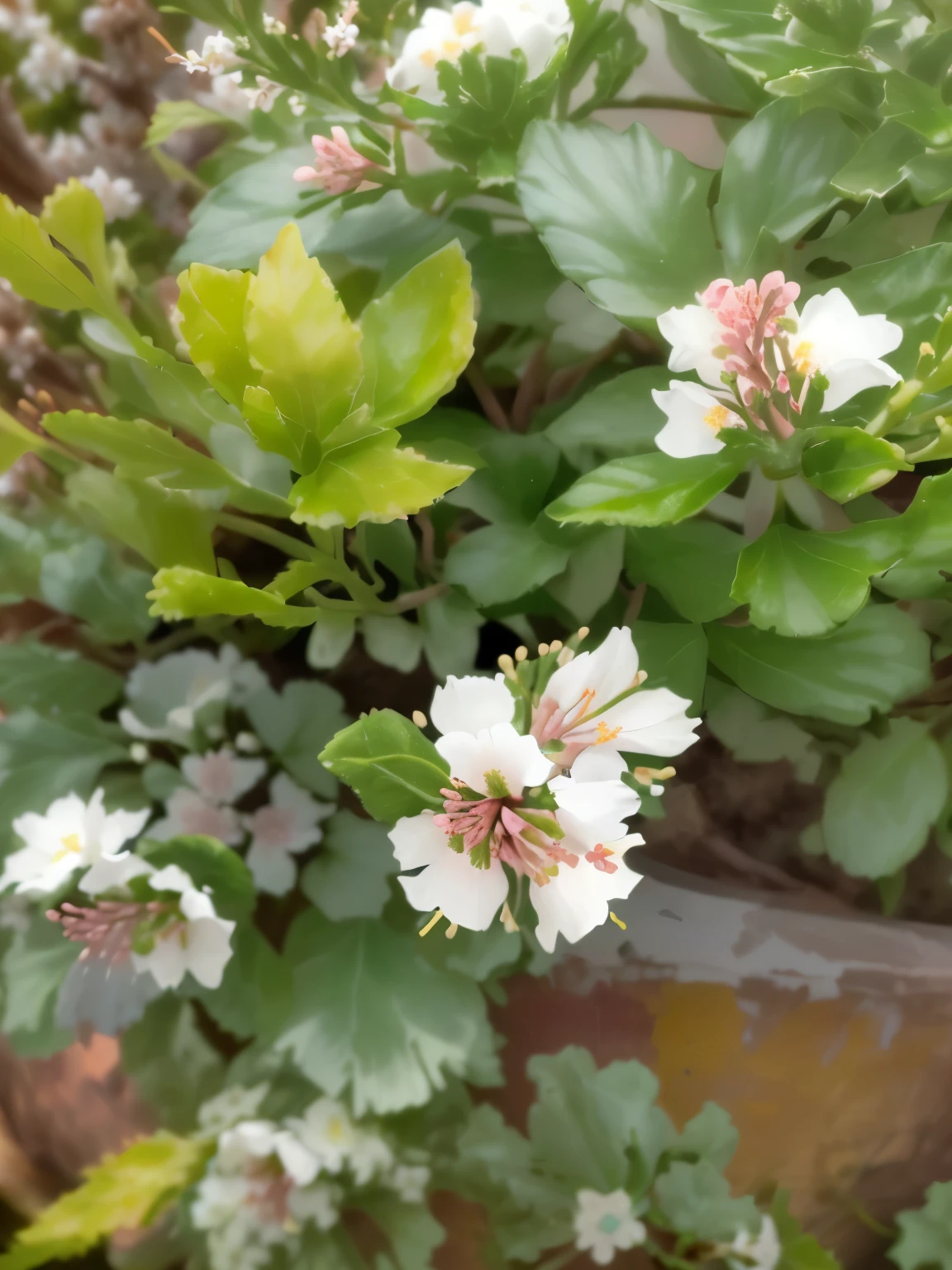 there is a small white flower that is growing on a bush, flowers and foliage, with soft bushes, flowers blooming, manuka, flowers growing out of its head, white flowers, mixed art, vegetation and flowers, floral growth, pink white and green, white blossoms, close up of iwakura lain, patchy flowers, bloom and flowers in background