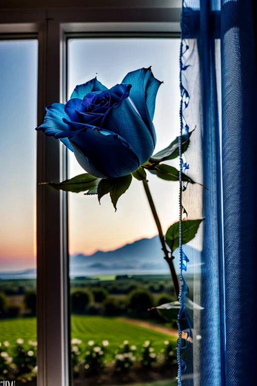Closes up big blue rose,By the window,curtain,Clear skies,Nature PhotographyHD 8k. Shot with canon eos r6.
