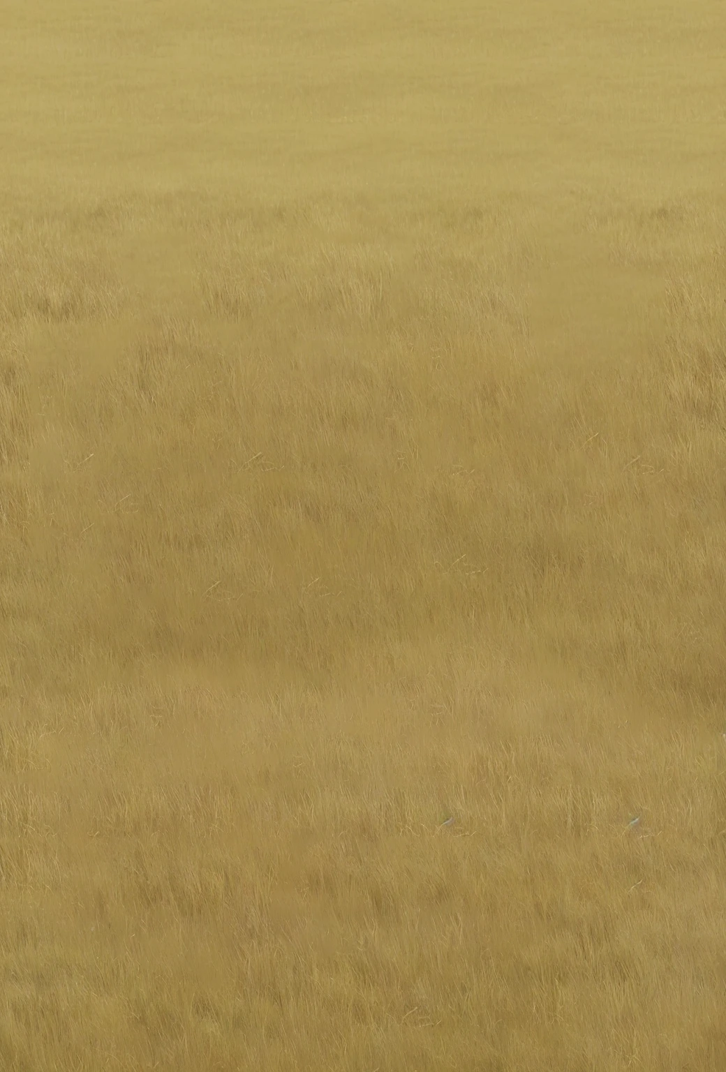 there is a zebra standing in a field of tall grass, field background, steppe background, savana background, immense wheat fields, empty wheat field, golden grasslands, safari background, in field high resolution, vast wheat fields, wheat field, zoomed out very far, farm field background, wheat fields, battlefield background, stylized grass texture