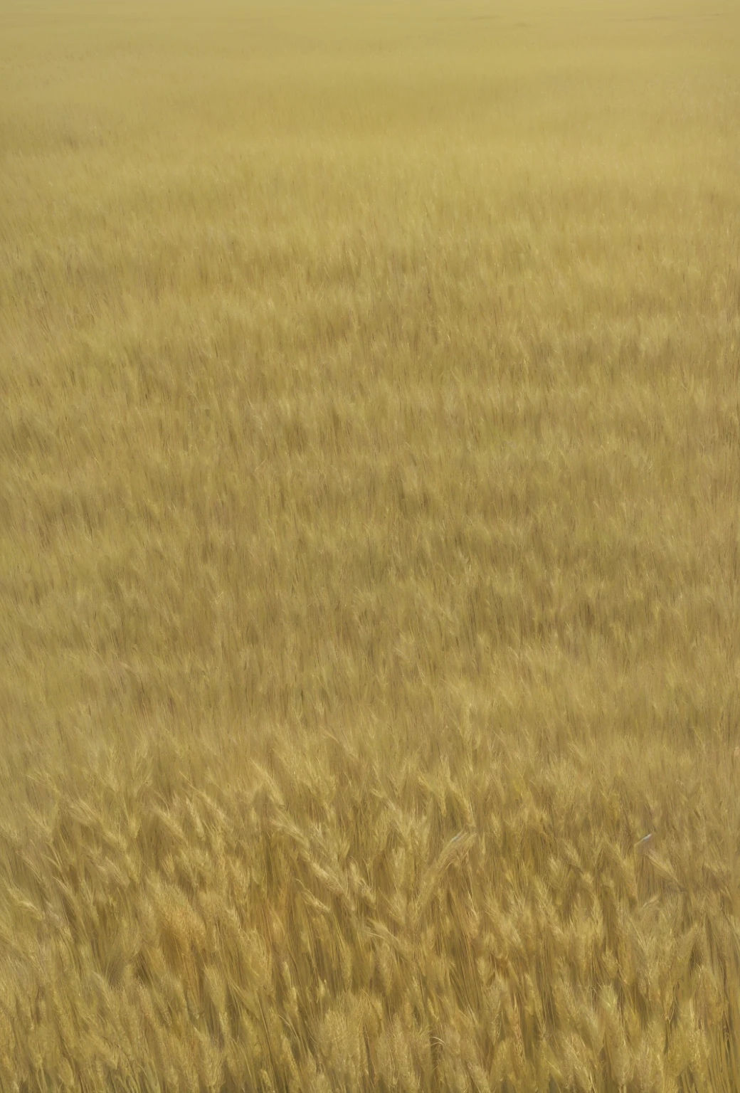 there is a zebra standing in a field of tall grass, field background, steppe background, savana background, immense wheat fields, empty wheat field, golden grasslands, safari background, in field high resolution, vast wheat fields, wheat field, zoomed out very far, farm field background, wheat fields, battlefield background, stylized grass texture