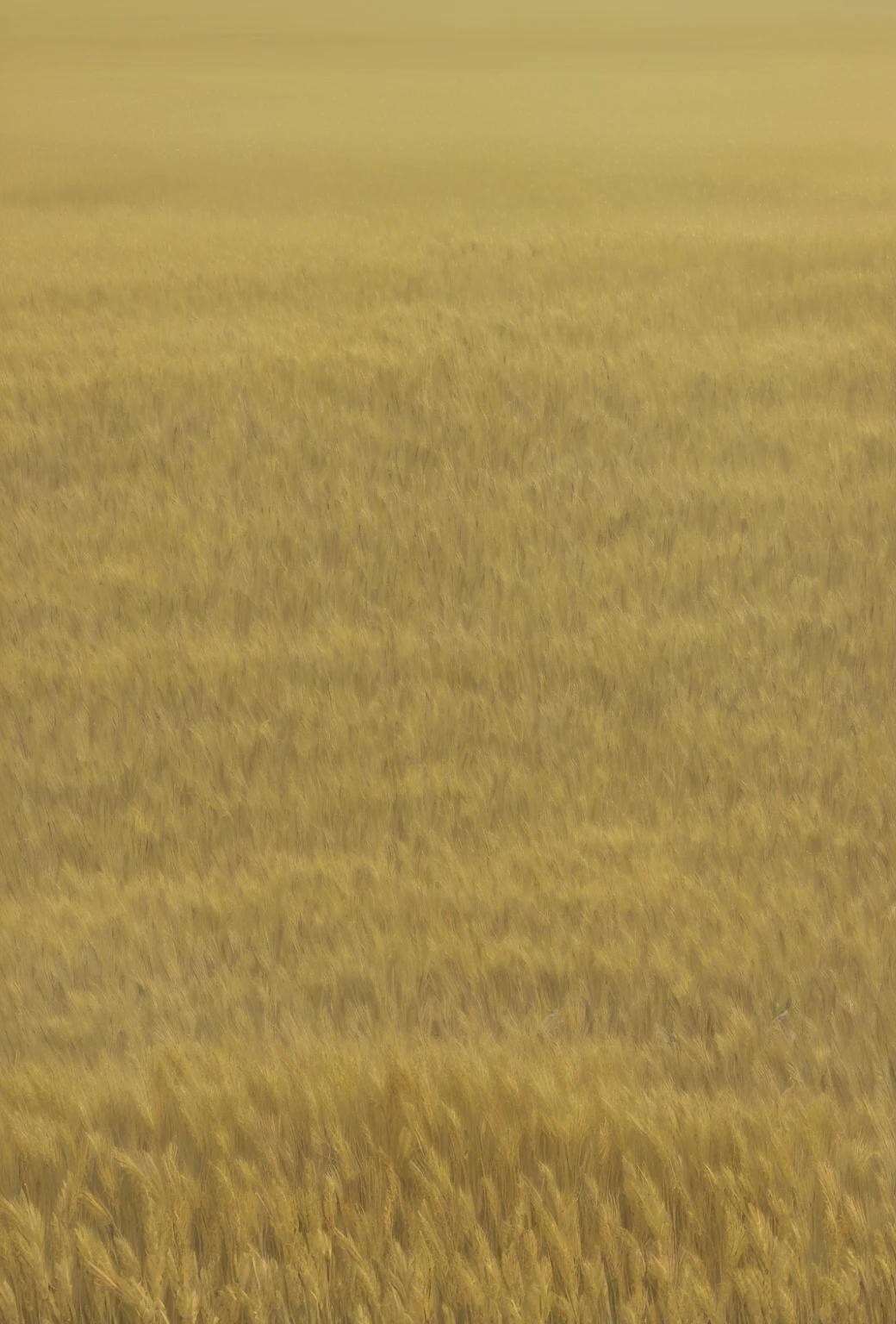 there is a zebra standing in a field of tall grass, field background, steppe background, savana background, immense wheat fields, empty wheat field, golden grasslands, safari background, in field high resolution, vast wheat fields, wheat field, zoomed out very far, farm field background, wheat fields, battlefield background, stylized grass texture