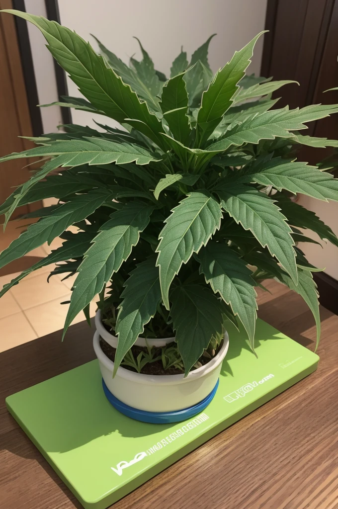 Uma planta de maconha super heroi