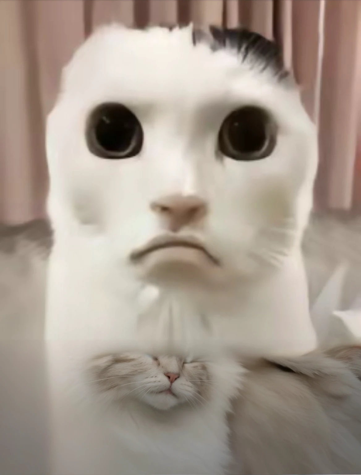 Cat body