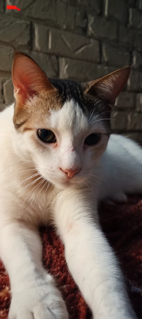 Erase the background and make an illustration of the cat