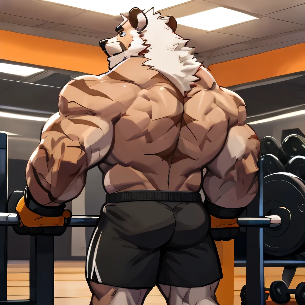 solo, 1boy, Huge Muscular Old Grizzly Bear wearing glasses , pectoral, huge pectoral, wide pectoral, short white hair, short pants black wristbands and shirtless topless, bearded, Mustache, gym background, masterpiece, high detailed, 8k, high resolution, at the gym working out his back on the lat pulldown machine weighing over 100lbs and 45kgs