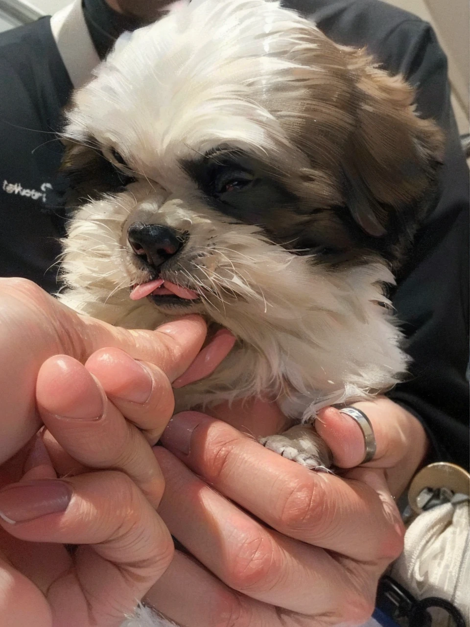 pretty dog
