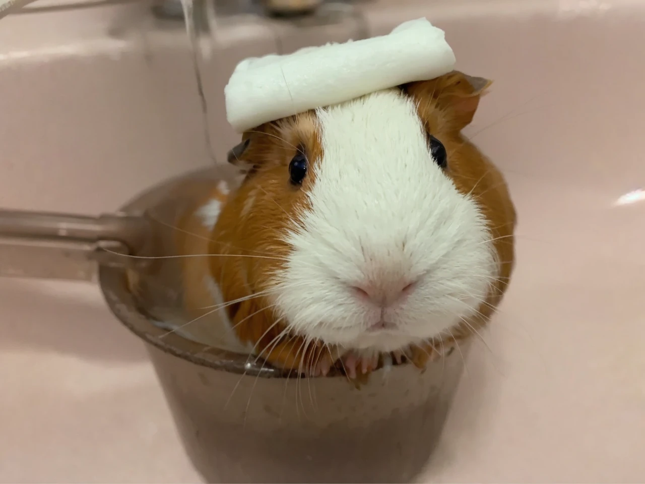 Guinea pig soaking in hot spring、Digital Pending、Background Mount Fuji
