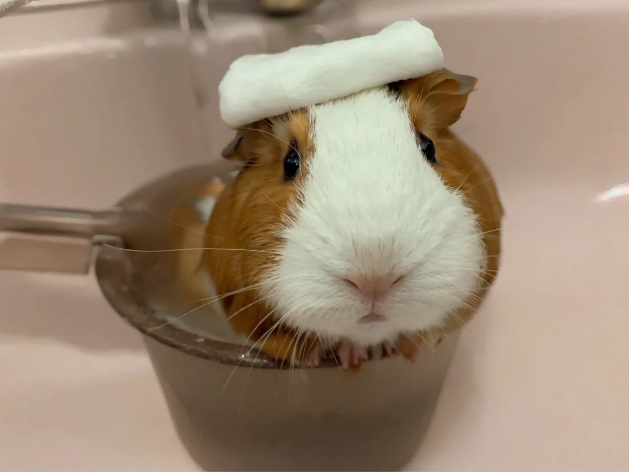 a guinea pig relaxing in a hot spring, beautiful detailed eyes, beautiful detailed face, extremely detailed fur, ambient lighting, 1 guinea pig, hot spring, steam, mossy rocks, Mount Fuji in the background, digital art, vibrant colors, cinematic lighting, dynamic composition, award winning digital art