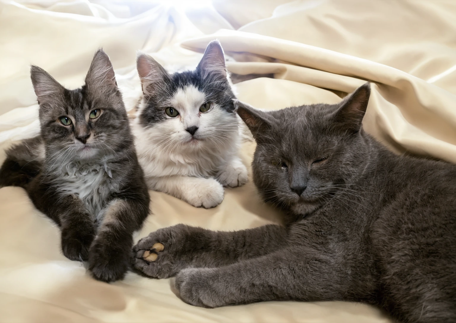 Cats