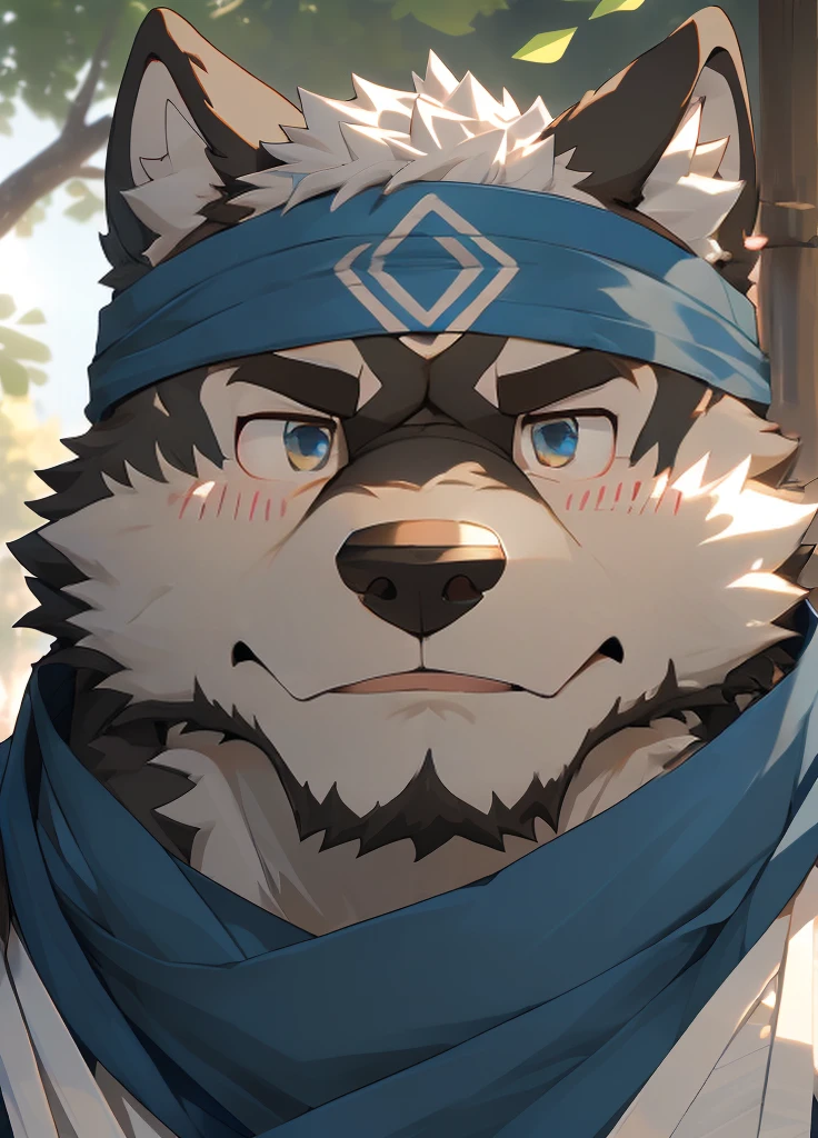 (masterpiece)，(Very detailed)，(best quality)，hairy，Wolf，Dark black fur，white hair，Gray pupil，Muscular，(Japan samurai attire)，((blue scarf))，((Brown headband))，(blush:1.1)，A puzzled expression，(question mark)，((Ultra HD close-up:1.4))，8K，(high quality)，(Ultra high quality)，(Super detailed)，(Best Works)