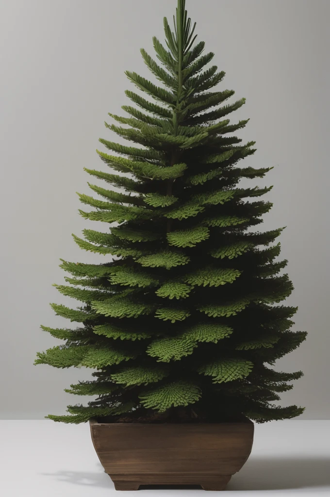 Araucaria drawing