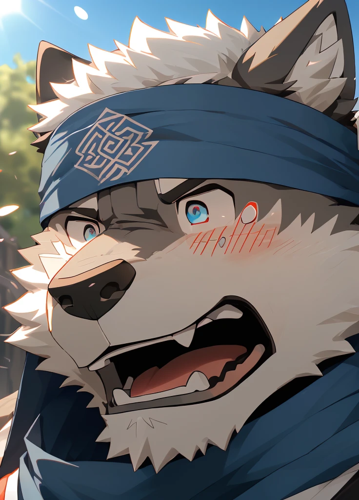 (masterpiece),(Very detailed),(best quality),hairy,Wolf,Dark black fur,white hair,Black eyebrows,Gray pupil,Muscular,(Japan samurai attire),((blue scarf)),((Brown headband)),(blush:1.1),((Stunned expression:1.3)),((Open your mouth)),(Shock),((Ultra HD close-up:1.4)),8K,(high quality),(Ultra high quality),(Super detailed),(Best Works)
