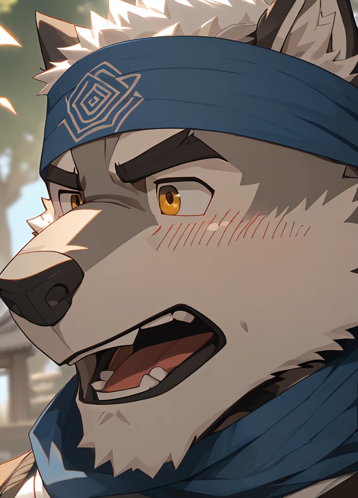 (masterpiece),(Very detailed),(best quality),hairy,Wolf,Dark black fur,white hair,Black eyebrows,Gray pupil,Muscular,(Japan samurai attire),((blue scarf)),((Brown headband)),(blush:1.1),((Stunned expression:1.3)),((Open your mouth)),(Shock),((Ultra HD close-up:1.4)),8K,(high quality),(Ultra high quality),(Super detailed),(Best Works)