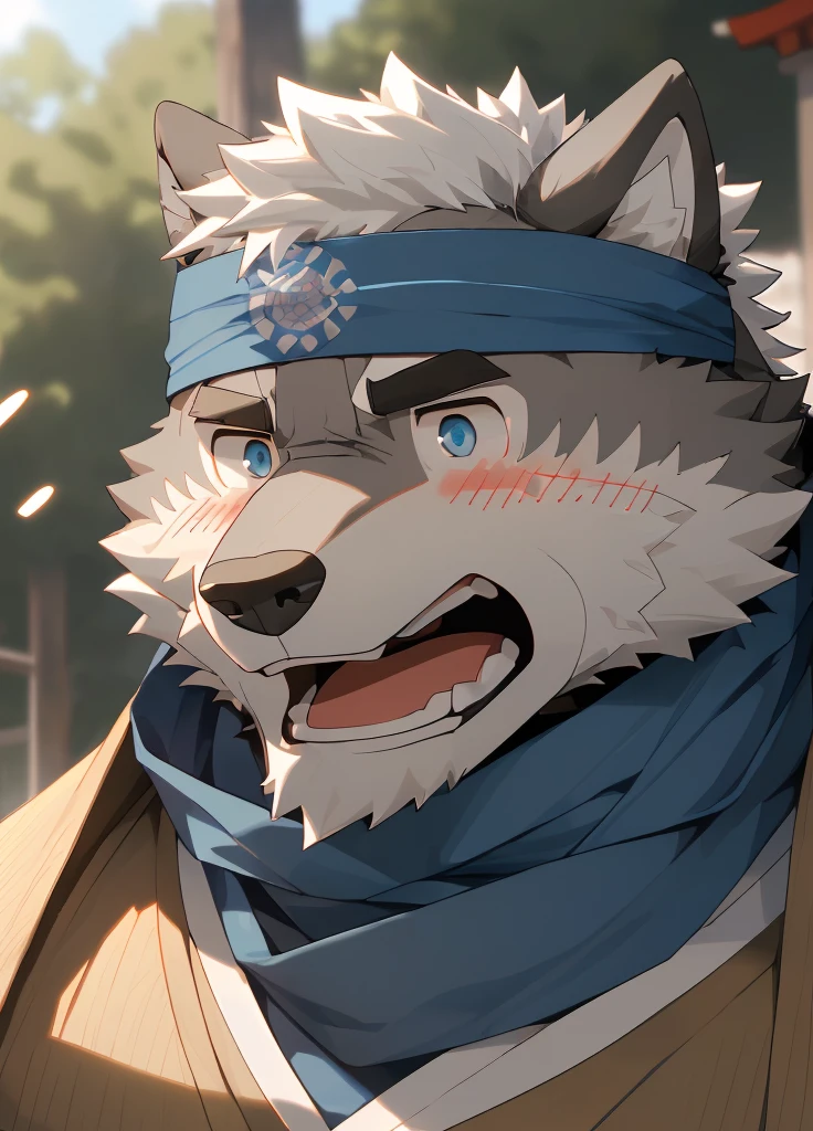 (masterpiece),(Very detailed),(best quality),hairy,Wolf,Dark black fur,white hair,Black eyebrows,Gray pupil,Muscular,(Japan samurai attire),((blue scarf)),((Brown headband)),(blush:1.1),((Stunned expression:1.3)),((Open your mouth)),(Shock),((Ultra HD close-up:1.4)),8K,(high quality),(Ultra high quality),(Super detailed),(Best Works)