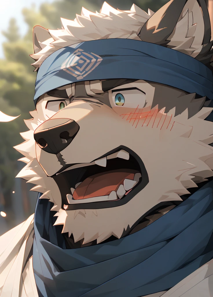 (masterpiece),(Very detailed),(best quality),hairy,Wolf,Dark black fur,white hair,Black eyebrows,Gray pupil,Muscular,(Japan samurai attire),((blue scarf)),((Brown headband)),(blush:1.1),((Stunned expression:1.3)),((Open your mouth)),(Shock),((Ultra HD close-up:1.4)),8K,(high quality),(Ultra high quality),(Super detailed),(Best Works)
