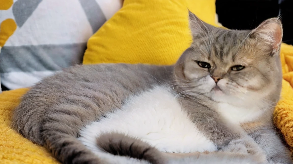 A girl was lying on a fluffy ball,surrounded by a cute baise cat. Fluffy texture,soft clouds,lazy,warm color,orange,32k uhd,elf core,exquisite facial features,advertising inspiration,bold color contrast,