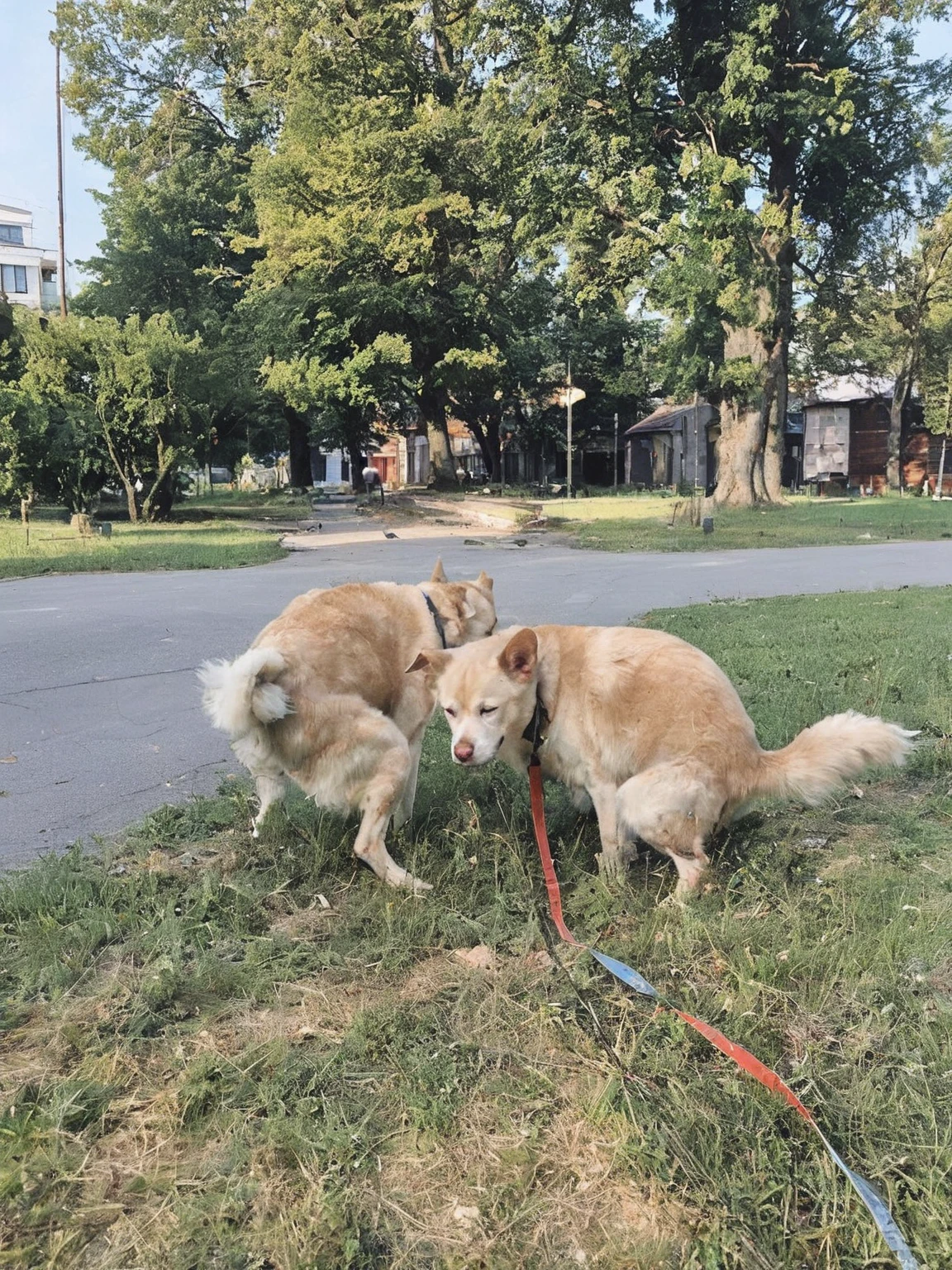 two dogs poop on street