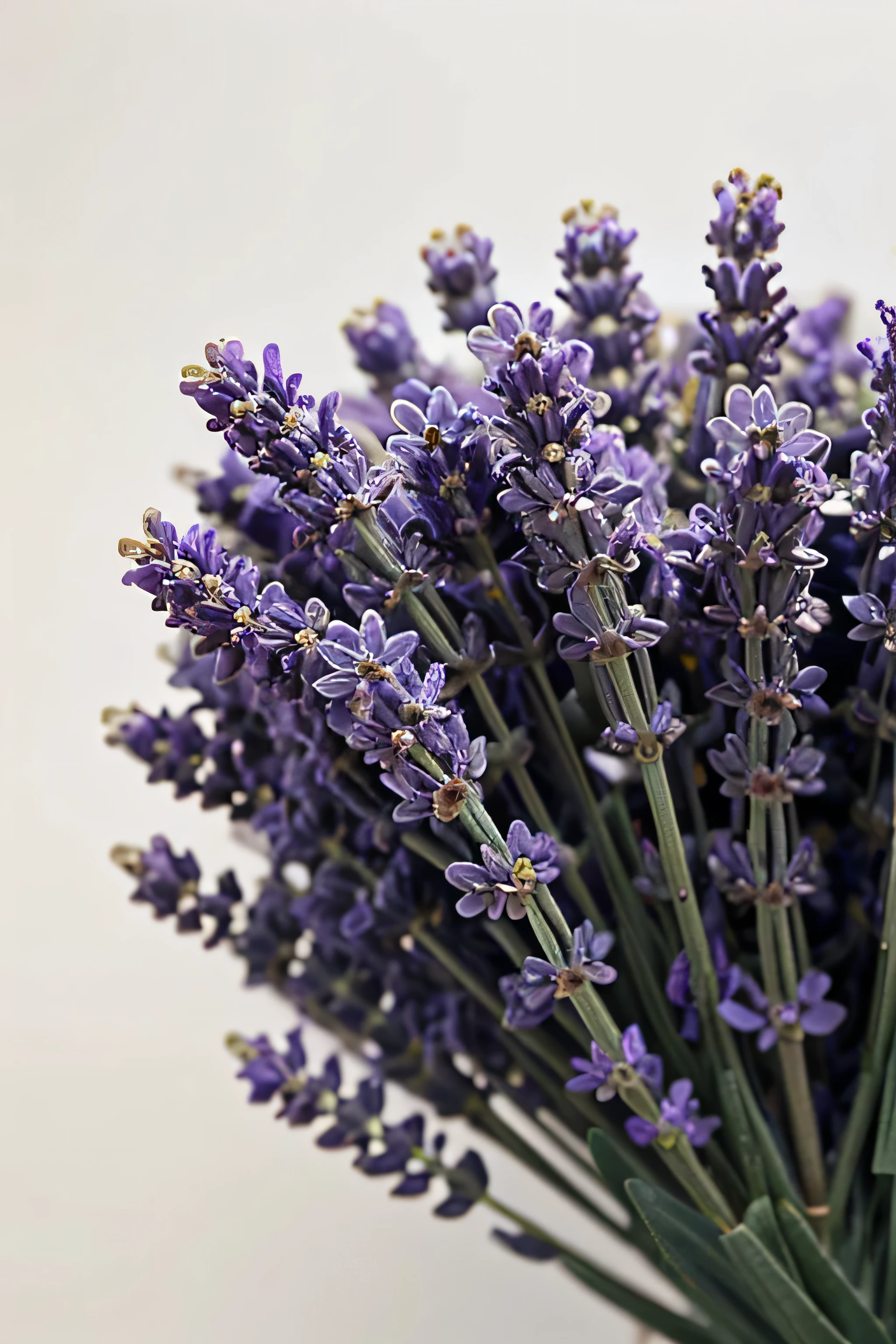 close-up photo of lavender flowers on a white background
