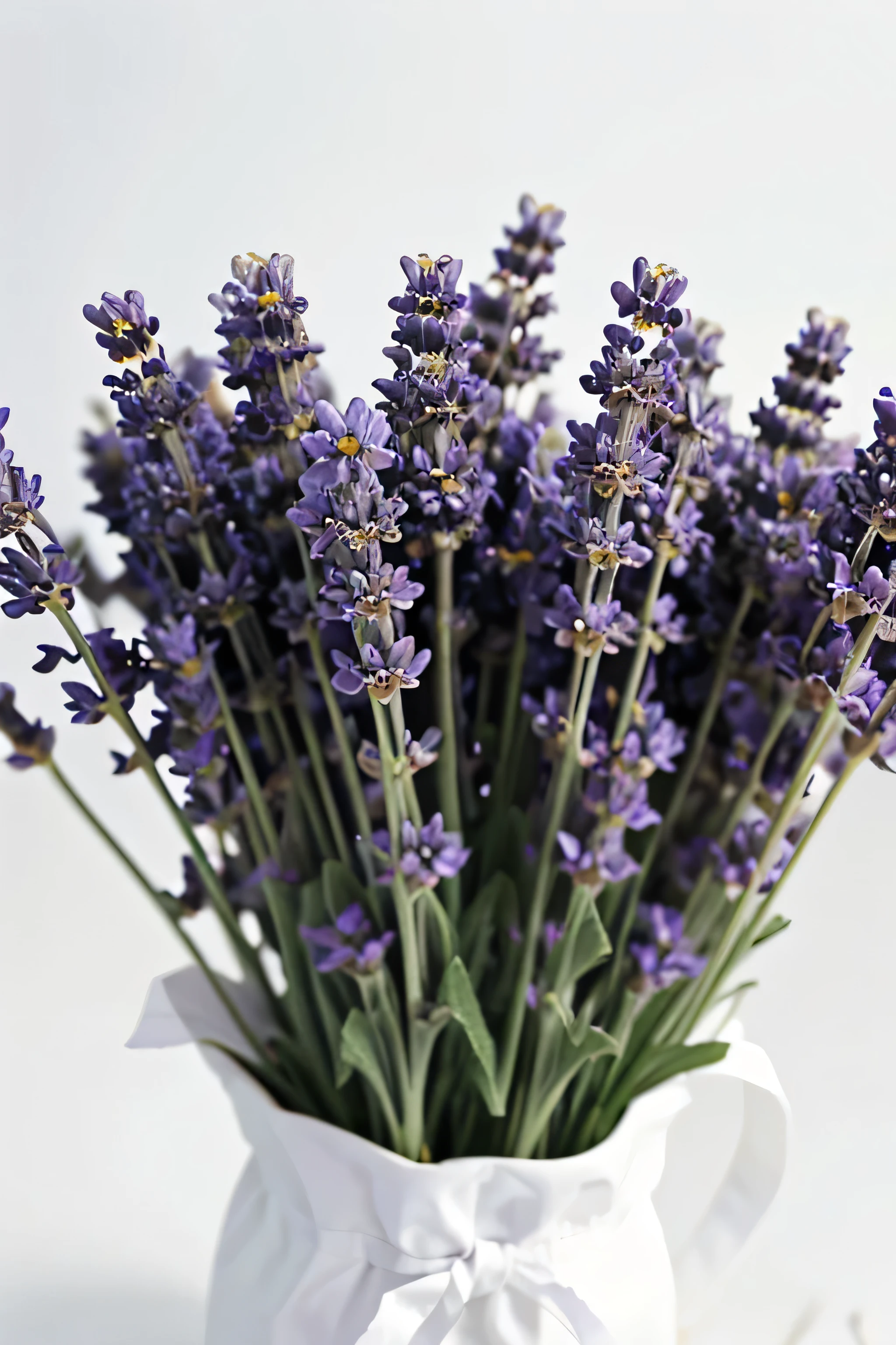 close-up photo of lavender flowers on a white background