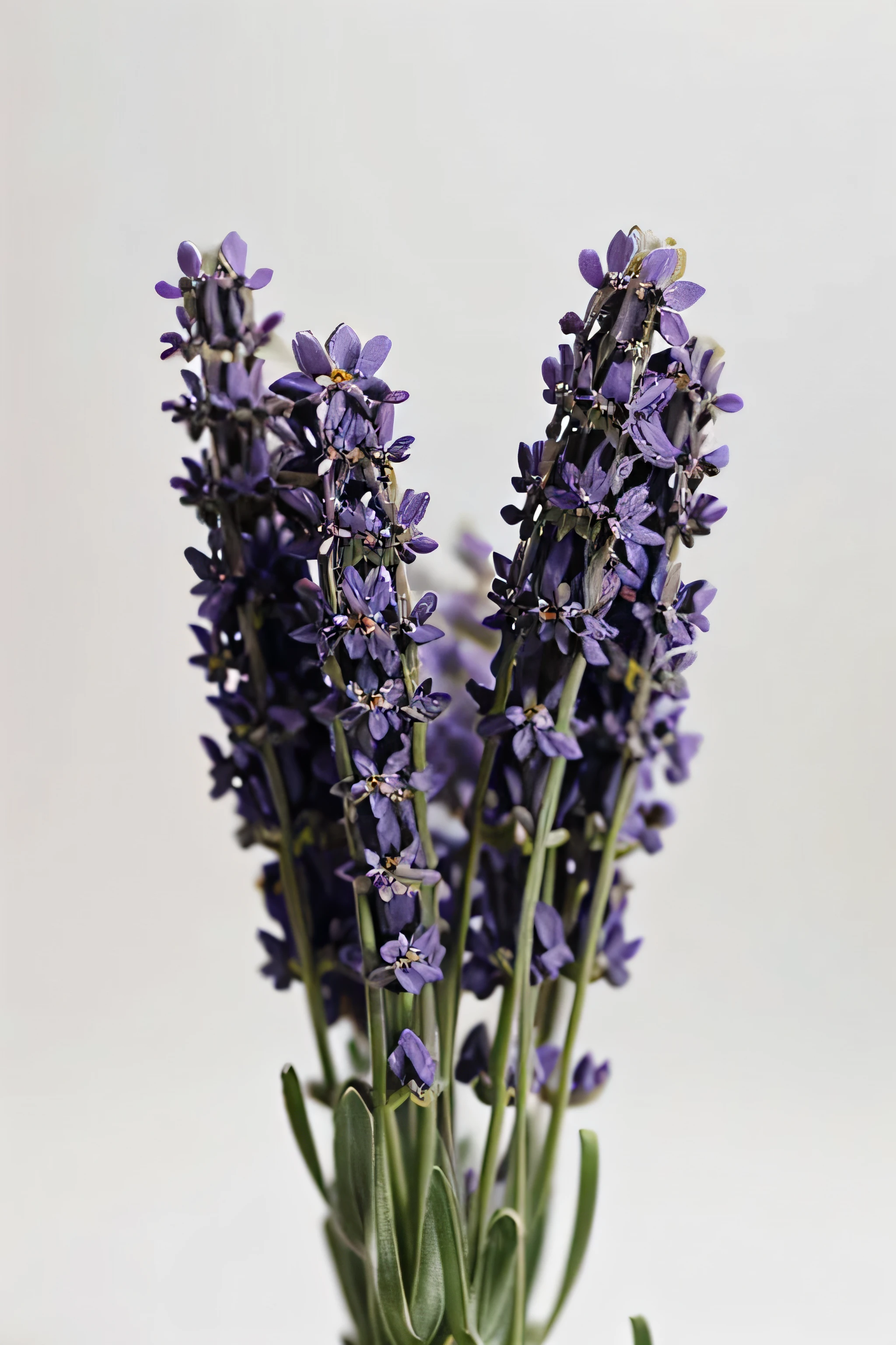 close-up photo of lavender flowers on a white background